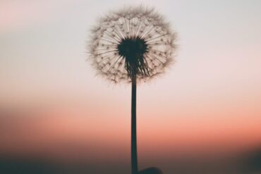 Rikkaruohojen kitkentää