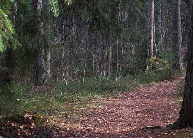 Palaudu luonnossa- metsäkävely 2 Hyvinvonti alkaa oivalluksesta Facebook postaus 6 e1715272935530