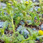 IMG 20240704 183930 1