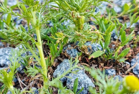 IMG 20240704 183930 1