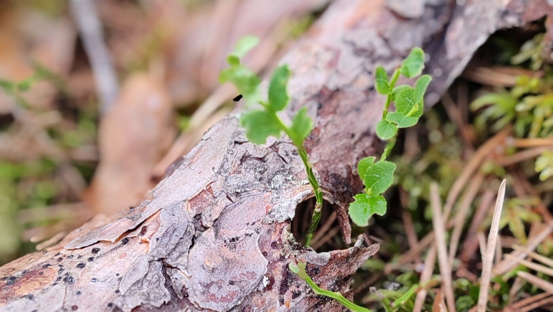 IMG 20240606 174439 scaled e1773654410462