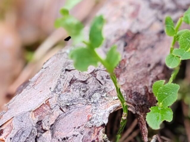 cropped IMG 20240606 174439 scaled 1